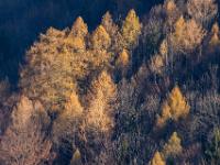 Leuchtende Lärchen im Teleblick